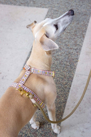 Dog Macchiato Gold 180 cm Leash